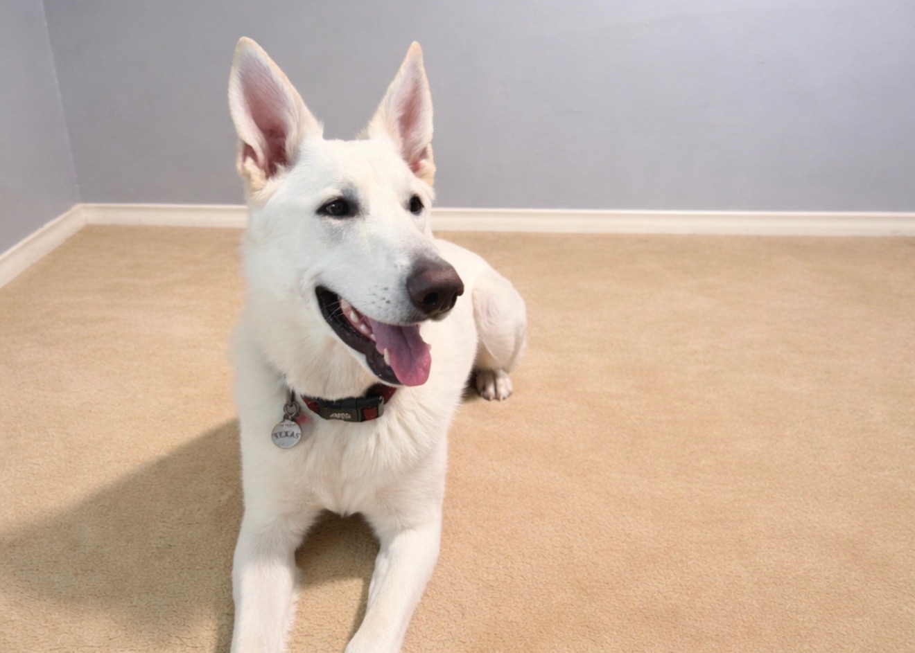 German Shepherd Puppy